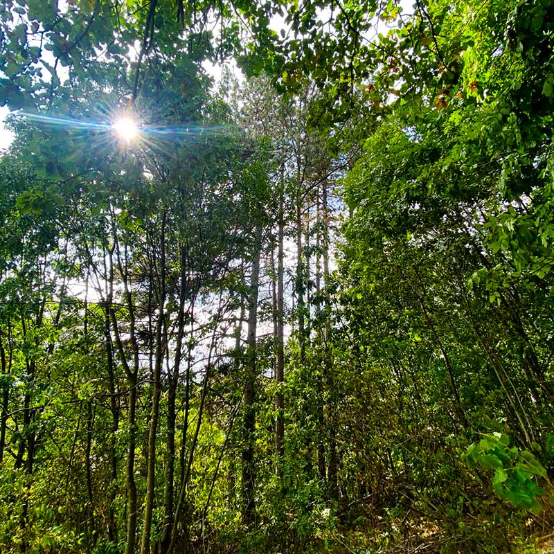 Fraktalna geometrija i alfa talasi mozga Vrdnik vikend za dvoje u prirodi